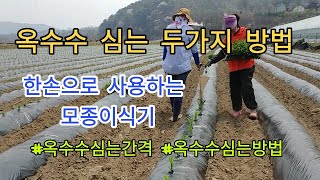 [옥수수재배] 쉽고 편하게 옥수수심는방법