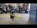Shop Dog Is A Pro Baseball Batter ViralHog