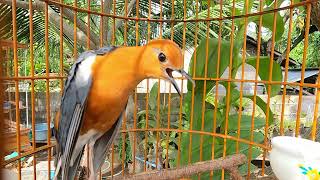 Download lagu Bagus Untuk Pancingan ANIS MERAH Agar Ikutan Teler Kusus Burung Sudah Jadi Agar Tidak Ngedrop bisu mp3