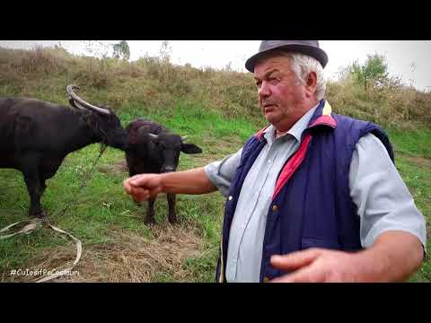 With the buffaloes (buffaloes) grazing on the border - Puiu Popa from the village of ŞUTU, Ciuril...