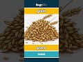 grain - grano video thumbnail