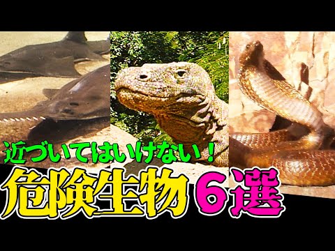 木に住む動物たち