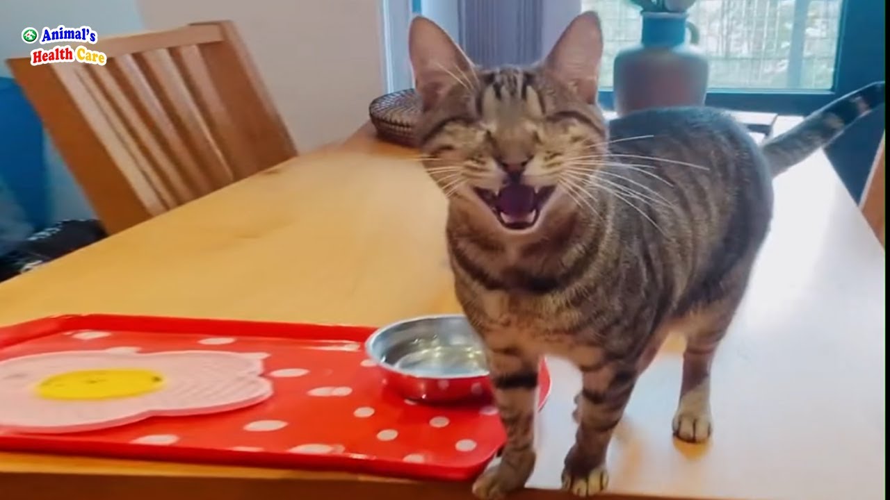 Woman brings home a BLIND cat, someone advise to put it down, but an unbelievable end happen