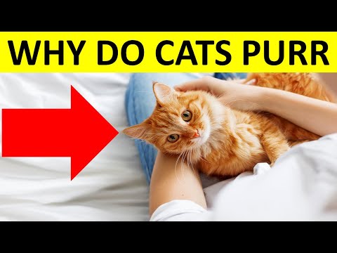 4 Reasons Why Your Cat Purrs