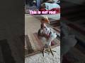 You Re Lying To Me Mom Nakedneck Louisa Chicken Youtube Spider