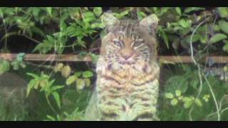 preview picture of video 'Hobbes 2 - Port Moody Bobcat'