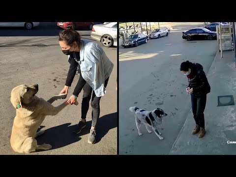 A Kind Woman Is Caught On Camera Stopping To Show Stray Dogs That They Are Important, Too