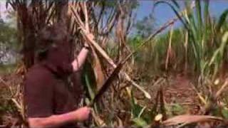 Sugarcane workers in the Dominican Republic - 16 Oct 07