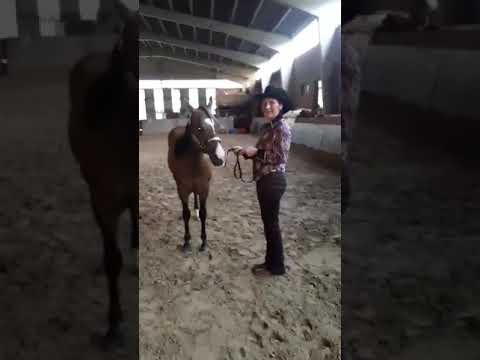 SHOWMANSHIP - Merlin DD Gunners