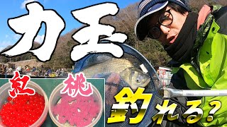 【実釣編】色付き力玉！何色が一番釣れるのか検証！【浅ダナセットヘラブナ釣り】