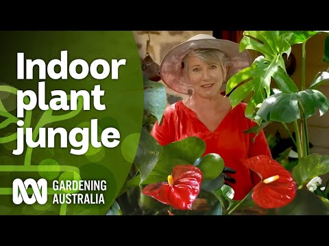 The Jungle Within | Indoor plants | Gardening Australia
