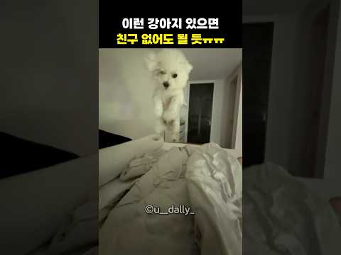 이런 강아지 있으면 친구 없어도 될 듯ㅠㅠ