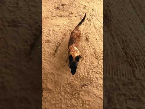 Malinois Welpe kaufen
