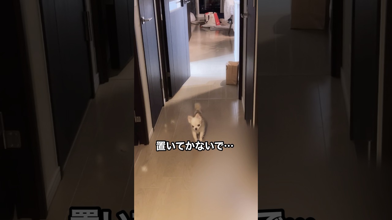 お出かけしようとすると…#ちわわ #後追い #ol毒女ちゃん