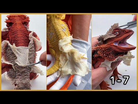 ASMR Shedding Skin Bearded Dragon Series 1 - 7 | Fresh Skin Unlocked!