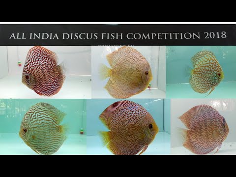 Discus Fish Competition 2018 India