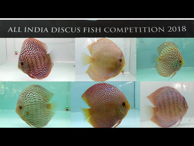 Discus Fish Competition 2018 India