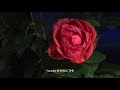 Enthan Uyir Thozhiyae Song Lyrical Video HD
