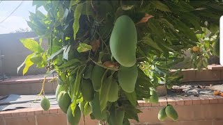Ataulfo Rootstocks - October 2025 California