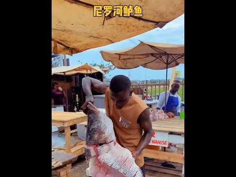 巨型深海魚一刀兩斷，當地人瘋搶「腹中珍寶」全過程 #捕魚 #殺魚技術 #戶外