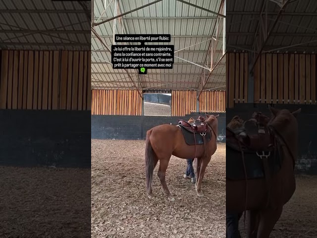 Hongre 7 ans, sensible et vaillant 