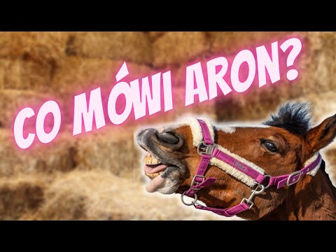 GDYBY MÓJ KOŃ UMIAŁ MÓWIĆ - CO MÓWI ARON? ❤️