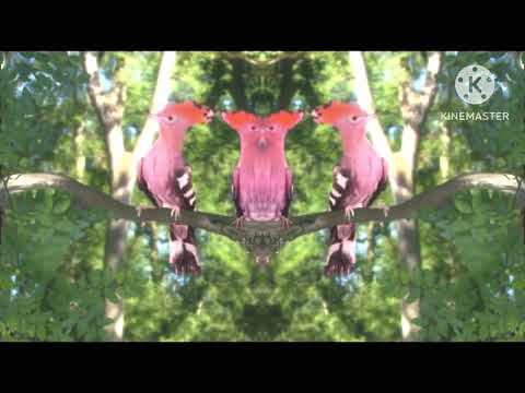 In The Night Garden Birds Compilation In G Major 97