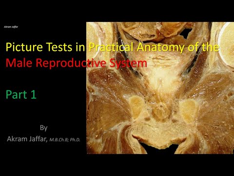 Anatomia męskiego układu rozrodczego 1