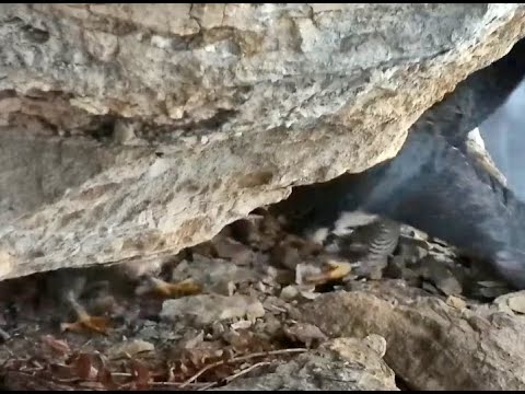 Falcons fighting at Great Spirit Bluff. Explore.org 01 March 2023