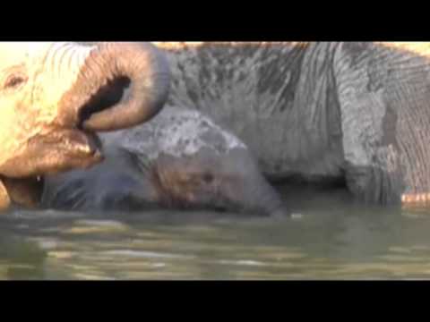 Elephant Calf Enjoys a Saturday Bath  April 23, 2016