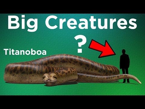 動物能有多大？ (How Big Can Animals Get?)