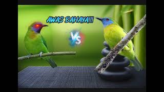 Download lagu masteran cucak kinoi gacor.. mp3
