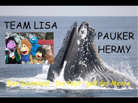Der Buckelwal - Die Nachtigall der Meere (Wellerman Cover) Deutsch Kinderlied Grundschule