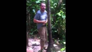 Amazon açai palm climbing-or trying anyway!