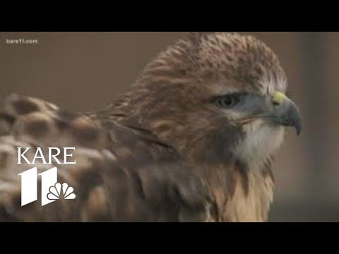 Golden Eagle euthanized after severe lead poisoning diagnosis