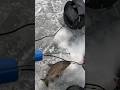 Video Thumbnail for Master Angler Cisco (Tullibee) #fishing #saskatchewan #cisco #frostbite