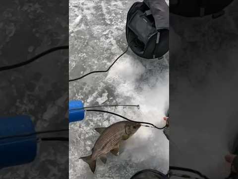 Master Angler Cisco (Tullibee) #fishing #saskatchewan #cisco #frostbite