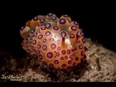 Antiopella cristata