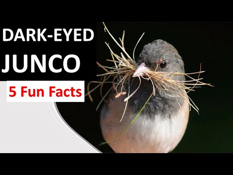 DARK-EYED JUNCO Facts all about this abundant bird - Junco hyemalis