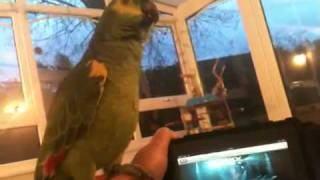 Parrot singing Susan Boyle