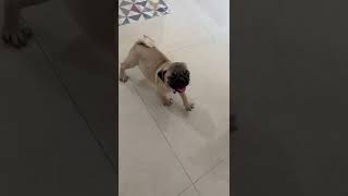 Pug Puppies Videos