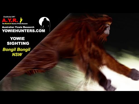 Yowie / Bigfoot Sighting (Audio Report # 174) at Bongil Bongil, near Coffs Harbour NSW