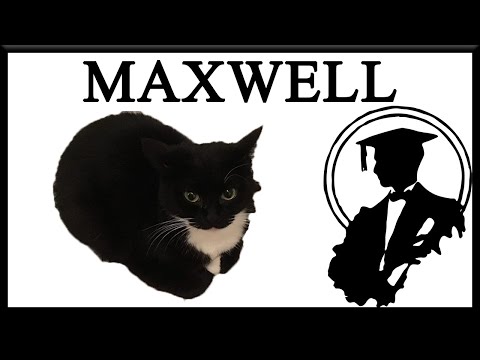 Maxwell Cat Origin