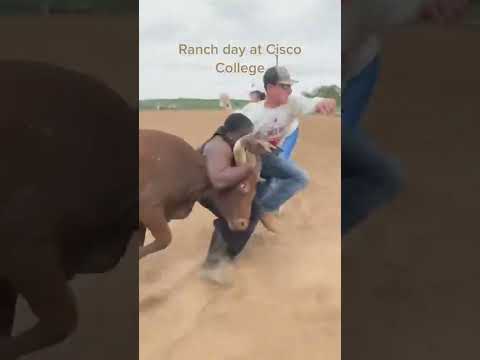 He wrestled a bull😳😬 #shorts