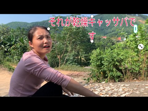 キャッサバの利点 – キャッサバの用途とレシピ