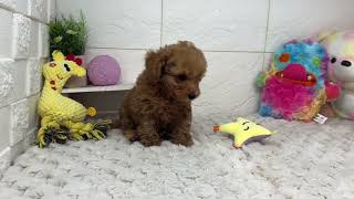 トイプードルの動画01