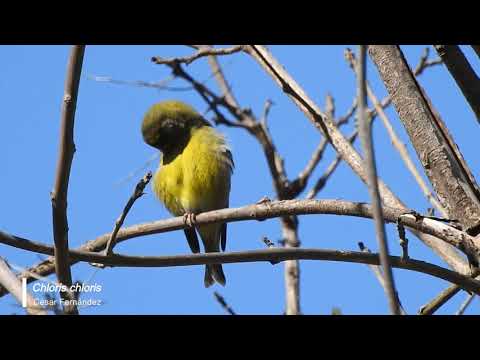 Vídeo de Chloris chloris. <em>© César Fernández González