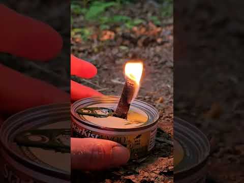 Survival Hack - Tuna Cattail Stove/Candle - heat water and tuna at the same time 🐟🔥