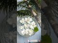 Nice Aroma Mogra Good Morning Status Flowers Flower Pot Nature Picture