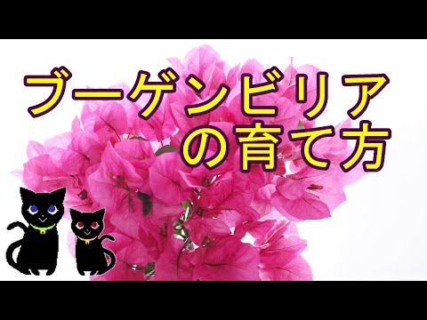 鉢植えのブーゲンビリア：気候に関係なく開花低木を維持するにはどうすればよいですか？  庭園